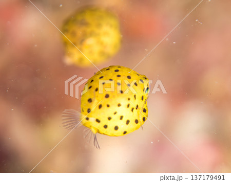 可愛いミナミハコフグ、ハコフグ幼魚。他。 ヒリゾ浜南伊豆町中木 静岡県伊豆半島-2025 日本有数の 137179491