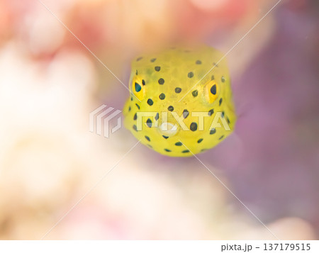 可愛いミナミハコフグ、ハコフグ幼魚。他。 ヒリゾ浜南伊豆町中木 静岡県伊豆半島-2025 日本有数の 137179515