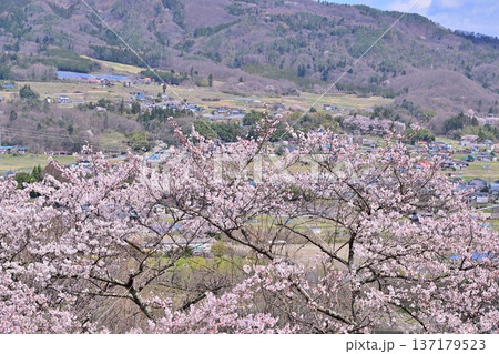 名胡桃城址 満開の桜 春の風景 群馬県みなかみ町 名胡桃城址 満開の桜 春の風景 群馬県みなかみ町 137179523