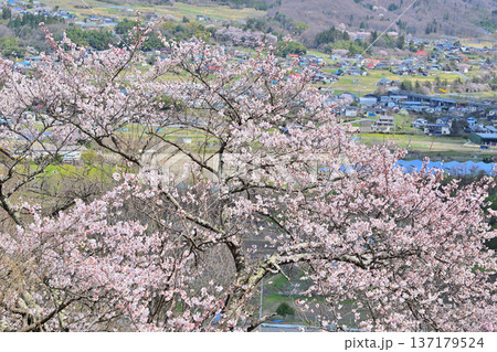 名胡桃城址　満開の桜　春の風景　群馬県みなかみ町 137179524