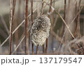 冬の蜂の巣 137179547