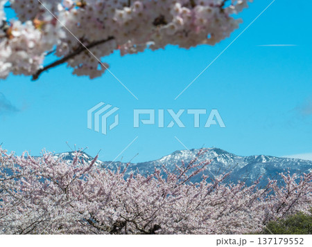 桜と雪(Sakura and Snow) 桜と雪(Sakura and Snow) 137179552