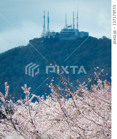 桜と函館山(Sakura and Mt.Hakodate) 桜と函館山(Sakura and Mt.Hakodate) 137179555