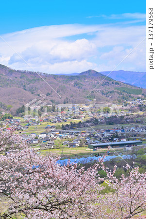 名胡桃城址　満開の桜　春の風景　群馬県みなかみ町 137179568