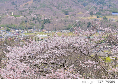 名胡桃城址 満開の桜 春の風景 群馬県みなかみ町 名胡桃城址 満開の桜 春の風景 群馬県みなかみ町 137179569