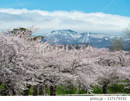 桜と雪(Sakura and Snow) 桜と雪(Sakura and Snow) 137179592