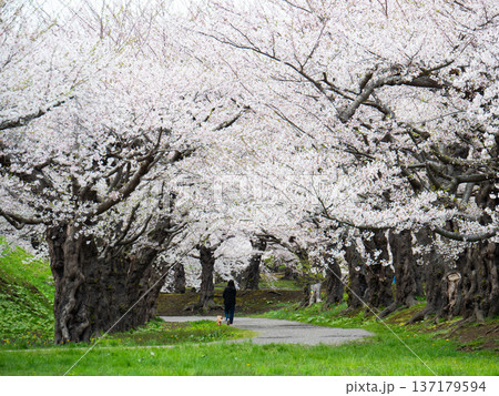 桜と散歩(Sakura and outing) 桜と散歩(Sakura and outing) 137179594