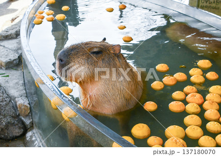 ゆず湯に入るカピバラ A capybara soaking in a yuzu bath ゆず湯に入るカピバラ A capybara soaking in a yuzu bath 137180070