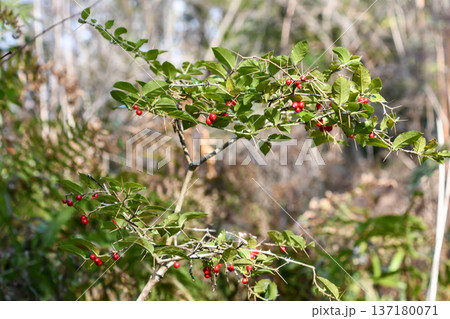 アリドオシ Coralberry アリドオシ Coralberry 137180071
