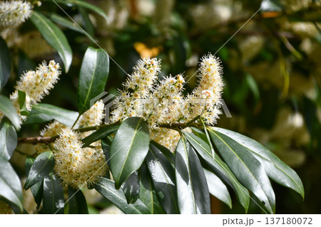 セイヨウバクチノキ　Cherry Laurel 137180072