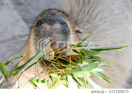 草を食べるカピバラのアップ　A close-up of a capybara eating gras 137180073