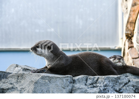 コツメカワウソ　Asian small-clawed otter	 137180074