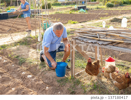 Senior man collecting eggs of chickens in coop on backyard 137180417