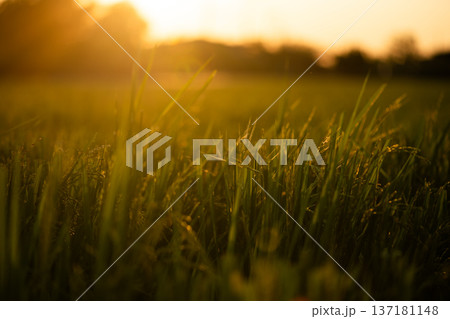Sunset Silhouette with Warm Golden Light Sunset Silhouette with Warm Golden Light 137181148