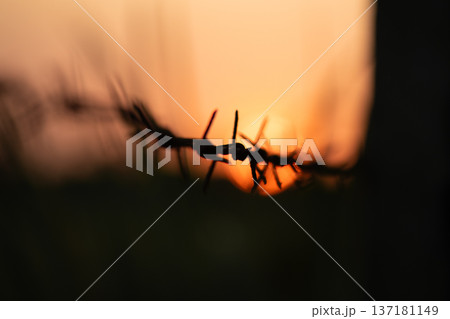 Sunset Silhouette with Warm Golden Light 137181149