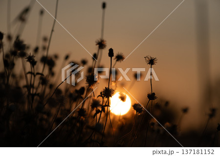 Sunset Silhouette with Warm Golden Light 137181152