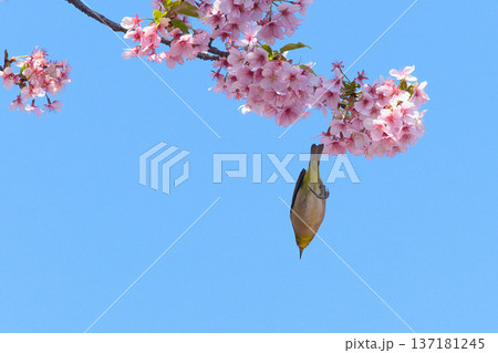 桜の蜜を探すメジロ 137181245