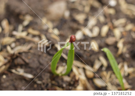 ホウレン草の発芽 ホウレン草の発芽 137181252