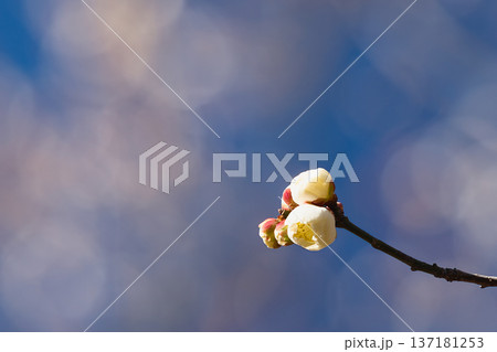 春の訪れを告げる梅の花 春の訪れを告げる梅の花 137181253