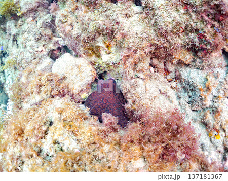 大きなワモンダコ。他。 ヒリゾ浜南伊豆町中木 静岡県伊豆半島-2025 日本有数のシュノーケリングス 大きなワモンダコ。他。 ヒリゾ浜南伊豆町中木 静岡県伊豆半島-2025 日本有数のシュノーケリングス 137181367