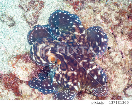 大きなワモンダコ。他。 ヒリゾ浜南伊豆町中木 静岡県伊豆半島-2025 日本有数のシュノーケリングス 大きなワモンダコ。他。 ヒリゾ浜南伊豆町中木 静岡県伊豆半島-2025 日本有数のシュノーケリングス 137181369