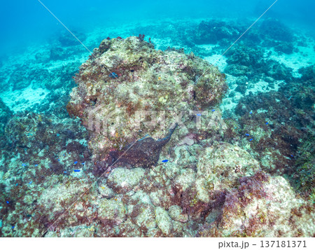 大きなワモンダコ。他。 ヒリゾ浜南伊豆町中木 静岡県伊豆半島-2025 日本有数のシュノーケリングス 137181371