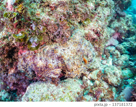 大きなワモンダコ。他。 ヒリゾ浜南伊豆町中木 静岡県伊豆半島-2025 日本有数のシュノーケリングス 137181372