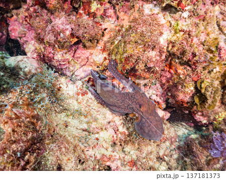 大きなワモンダコ。他。 ヒリゾ浜南伊豆町中木 静岡県伊豆半島-2025 日本有数のシュノーケリングス 137181373