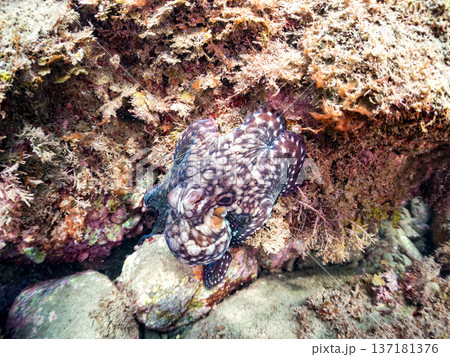 大きなワモンダコ。他。 ヒリゾ浜南伊豆町中木 静岡県伊豆半島-2025 日本有数のシュノーケリングス 137181376