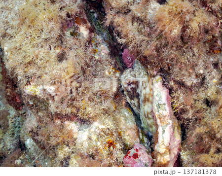 大きなワモンダコ。他。 ヒリゾ浜南伊豆町中木 静岡県伊豆半島-2025 日本有数のシュノーケリングス 137181378