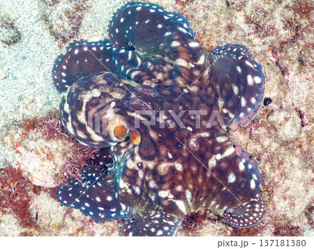 大きなワモンダコ。他。 ヒリゾ浜南伊豆町中木 静岡県伊豆半島-2025 日本有数のシュノーケリングス 大きなワモンダコ。他。 ヒリゾ浜南伊豆町中木 静岡県伊豆半島-2025 日本有数のシュノーケリングス 137181380