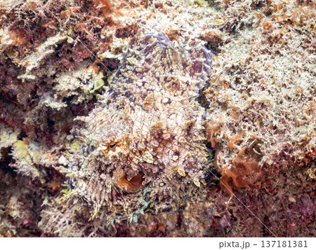 大きなワモンダコ。他。 ヒリゾ浜南伊豆町中木 静岡県伊豆半島-2025 日本有数のシュノーケリングス 137181381