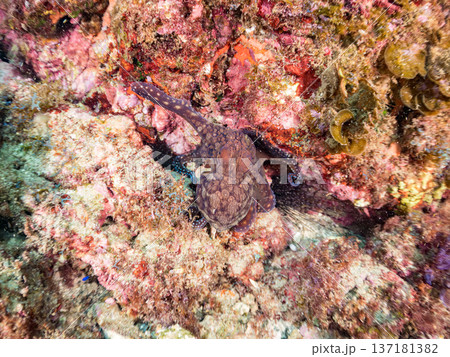 大きなワモンダコ。他。 ヒリゾ浜南伊豆町中木 静岡県伊豆半島-2025 日本有数のシュノーケリングス 137181382