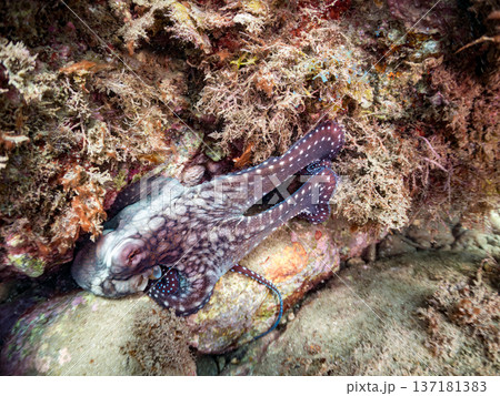 大きなワモンダコ。他。 ヒリゾ浜南伊豆町中木 静岡県伊豆半島-2025 日本有数のシュノーケリングス 137181383