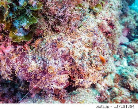 大きなワモンダコ。他。 ヒリゾ浜南伊豆町中木 静岡県伊豆半島-2025 日本有数のシュノーケリングス 137181384