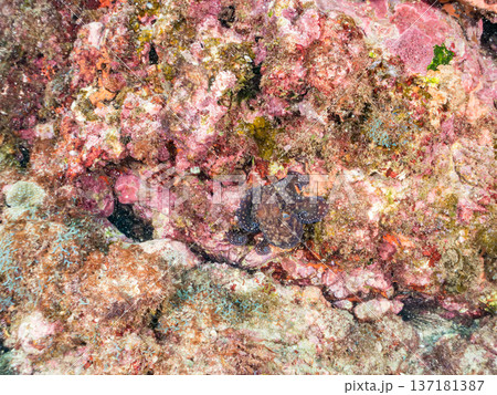 大きなワモンダコ。他。 ヒリゾ浜南伊豆町中木 静岡県伊豆半島-2025 日本有数のシュノーケリングス 137181387