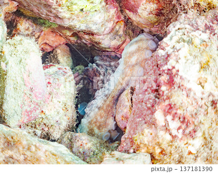 大きなワモンダコ。他。 ヒリゾ浜南伊豆町中木 静岡県伊豆半島-2025 日本有数のシュノーケリングス 137181390