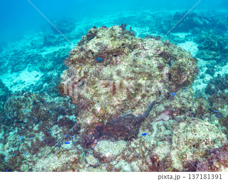 大きなワモンダコ。他。 ヒリゾ浜南伊豆町中木 静岡県伊豆半島-2025 日本有数のシュノーケリングス 137181391