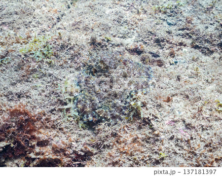 大きなワモンダコ。他。 ヒリゾ浜南伊豆町中木 静岡県伊豆半島-2025 日本有数のシュノーケリングス 大きなワモンダコ。他。 ヒリゾ浜南伊豆町中木 静岡県伊豆半島-2025 日本有数のシュノーケリングス 137181397