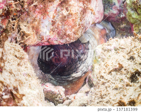 大きなワモンダコ。他。 ヒリゾ浜南伊豆町中木 静岡県伊豆半島-2025 日本有数のシュノーケリングス 137181399