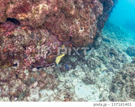 大きなワモンダコ。他。 ヒリゾ浜南伊豆町中木 静岡県伊豆半島-2025 日本有数のシュノーケリングス 大きなワモンダコ。他。 ヒリゾ浜南伊豆町中木 静岡県伊豆半島-2025 日本有数のシュノーケリングス 137181401