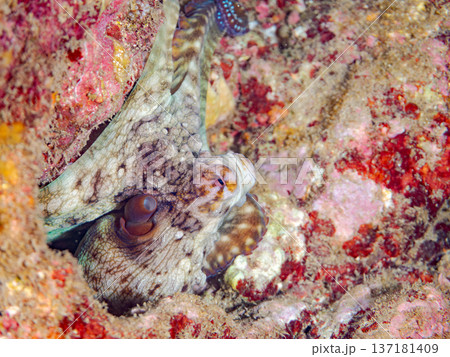 大きなワモンダコ。他。 ヒリゾ浜南伊豆町中木 静岡県伊豆半島-2025 日本有数のシュノーケリングス 137181409