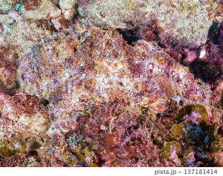 大きなワモンダコ。他。 ヒリゾ浜南伊豆町中木 静岡県伊豆半島-2025 日本有数のシュノーケリングス 137181414