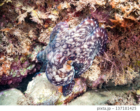 大きなワモンダコ。他。 ヒリゾ浜南伊豆町中木 静岡県伊豆半島-2025 日本有数のシュノーケリングス 大きなワモンダコ。他。 ヒリゾ浜南伊豆町中木 静岡県伊豆半島-2025 日本有数のシュノーケリングス 137181425