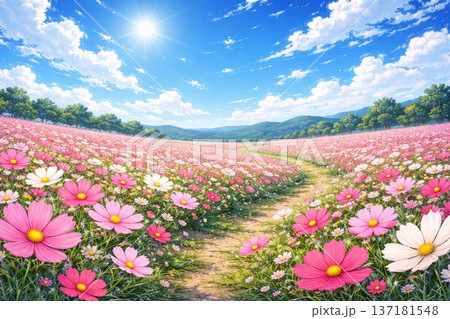 コスモス畑　秋桜　自然風景　アニメ風 137181548