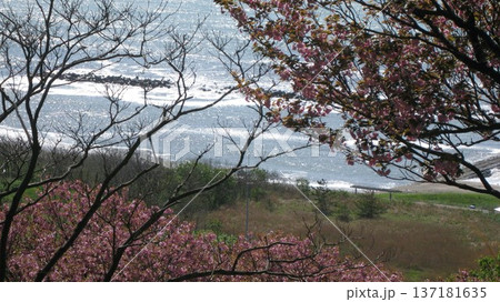 青い海とピンクの桜 青い海とピンクの桜 137181635