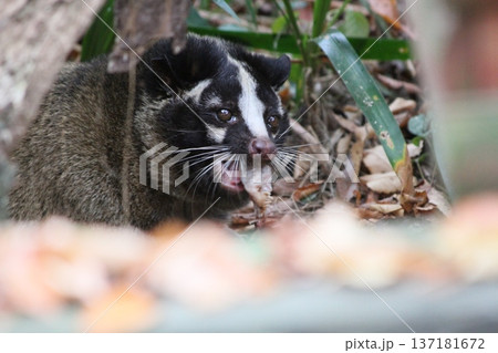食事をするハクビシンのアップ・かわいい害獣の表情・野生動物 137181672