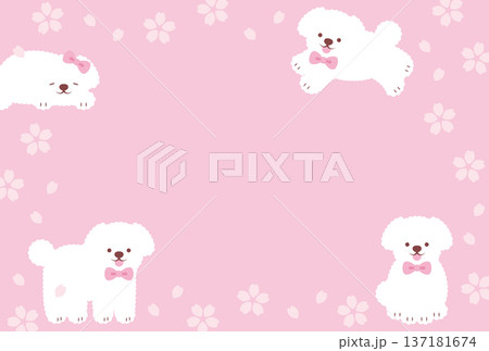 ピンクの桜の花と白いトイプードルの背景イラスト 137181674