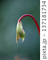 ヘリアンフォラ・ヌタンスの花の蕾 137181734