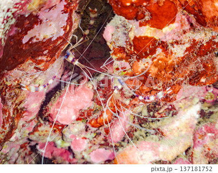 美しいオトヒメエビ。他。 ヒリゾ浜南伊豆町中木 静岡県伊豆半島-2025 日本有数のシュノーケリング 137181752